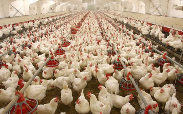 An Image of  Poultry farm